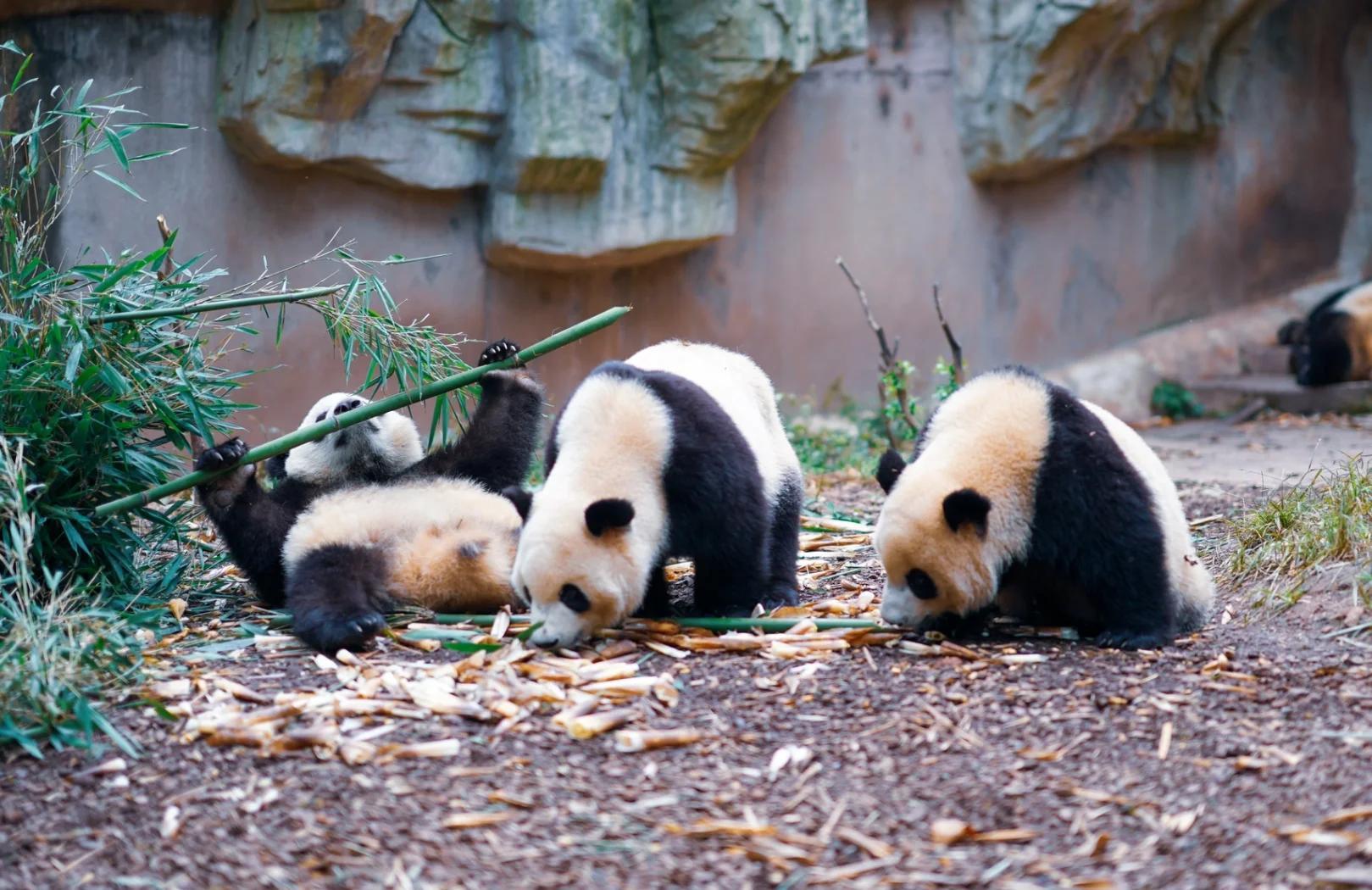 Chengdu Research Base of Giant Panda Breeding