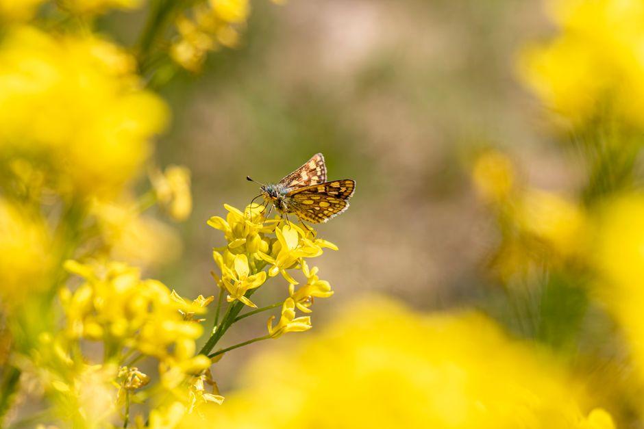 Butterfly Spring (蝴蝶泉)