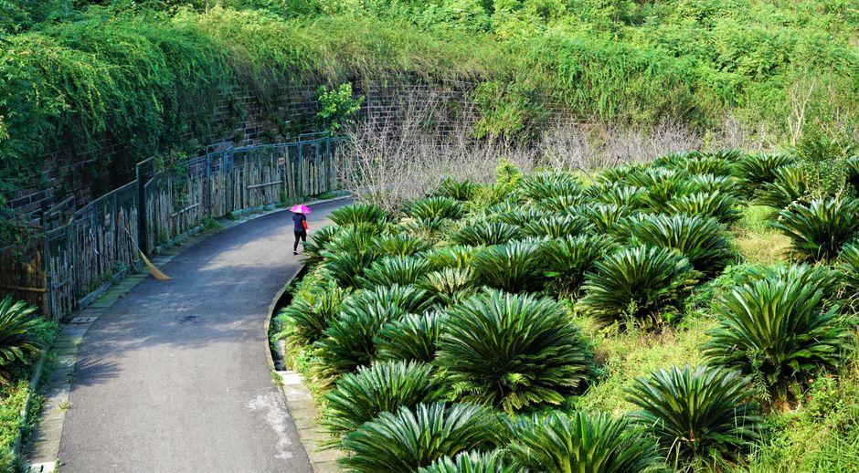 Fuzhou Botanical Garden (福州植物园)
