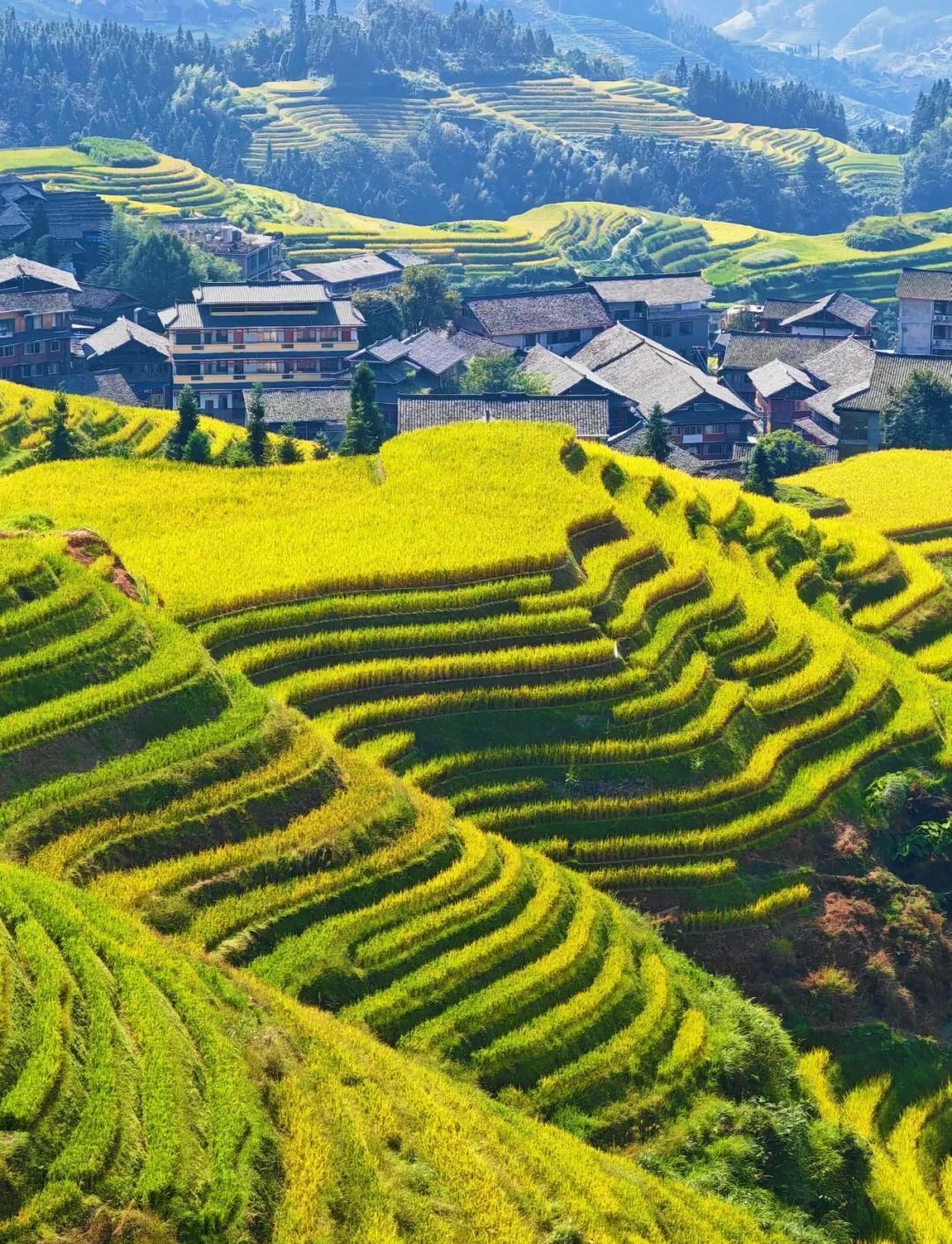 Longji Rice Terraces (龙脊梯田)