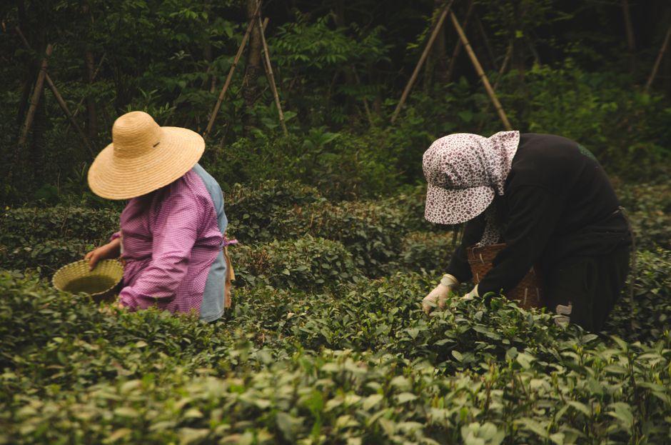 Longjing Tea Village (龙井村)