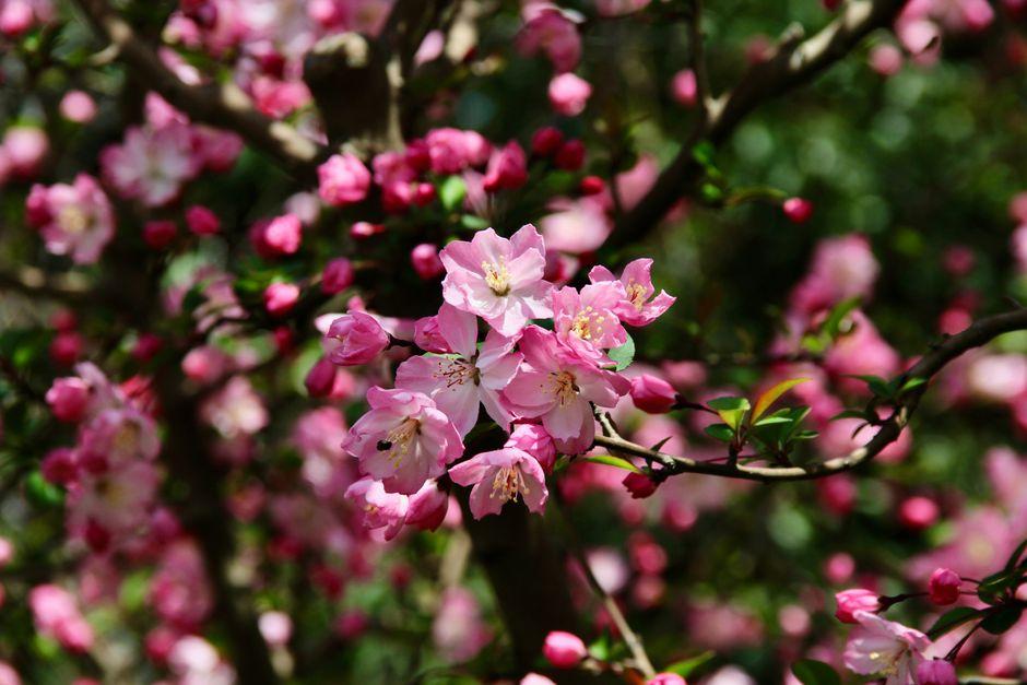 Hefei Botanical Garden (合肥植物园)