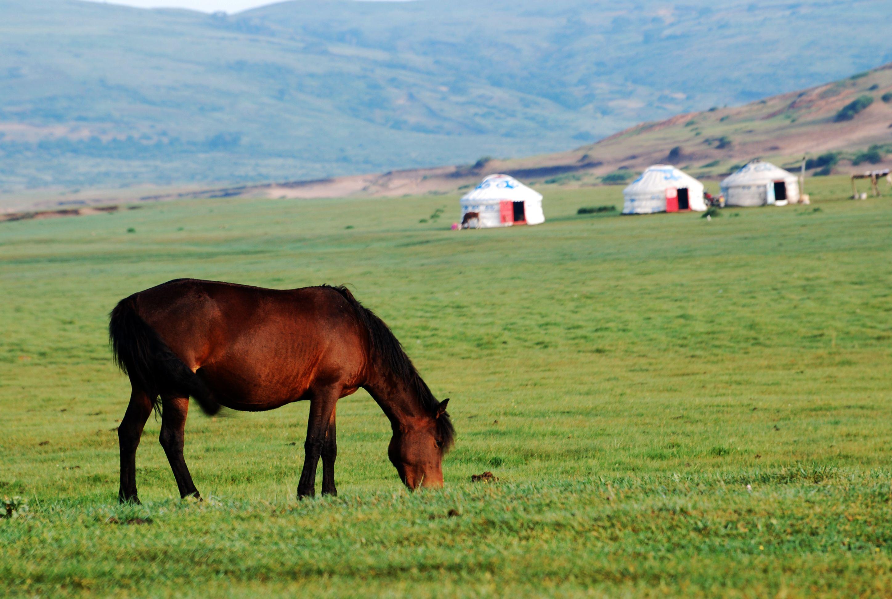 Xilamuren Grassland (希拉穆仁草原) Day Trip