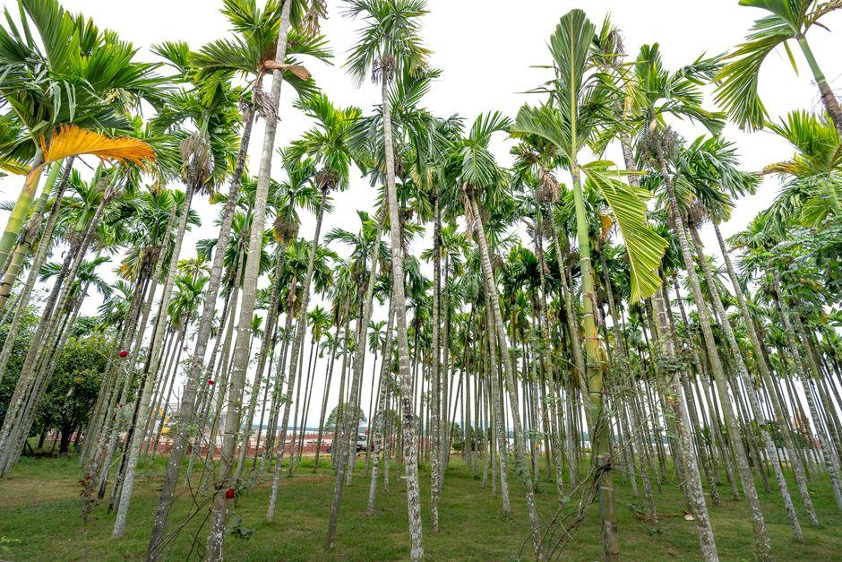 Betelnut Valley, Sanya (槟榔谷)